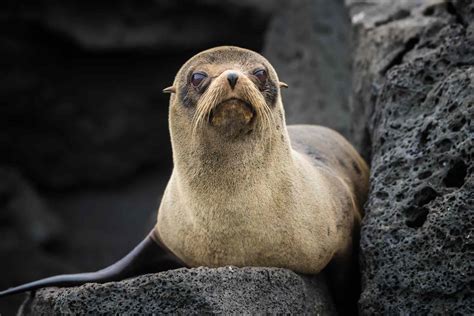are galapagos fur seals endangered species